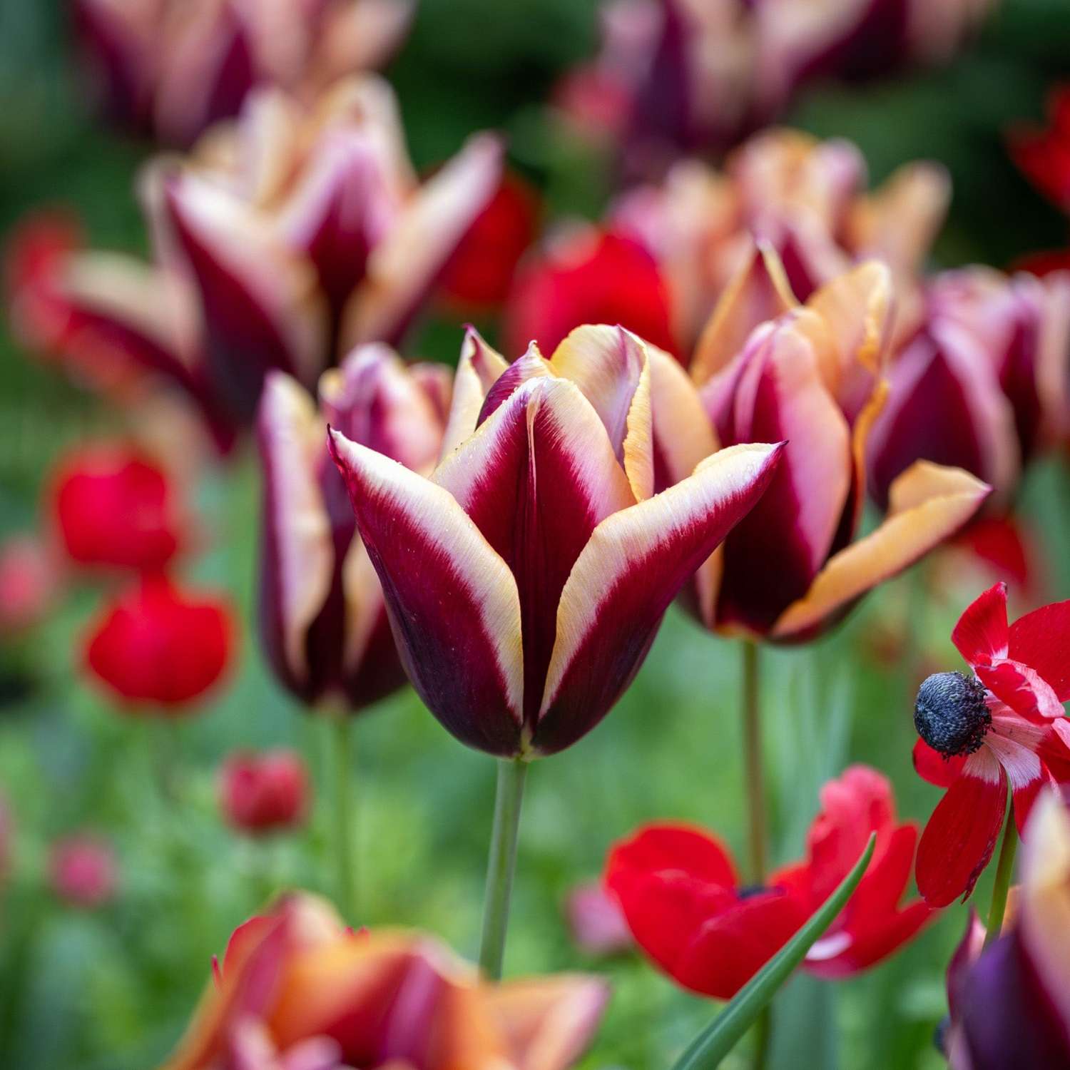 Tulppaani 'Slawa'